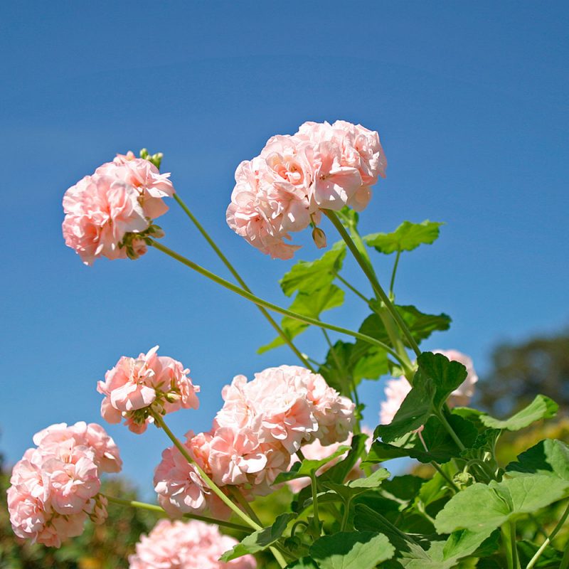 Hasselfors Mårbacka pelargonjord 40 liter, 51st, Helpall - Fraktfritt